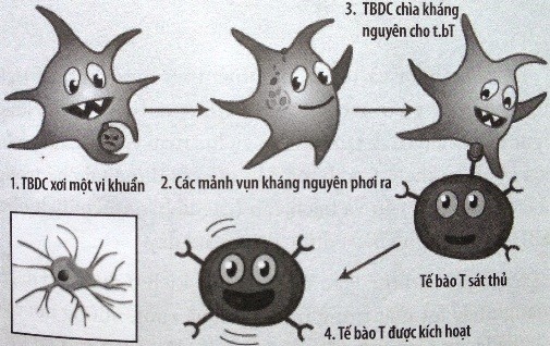 kích hoạt tế bào T