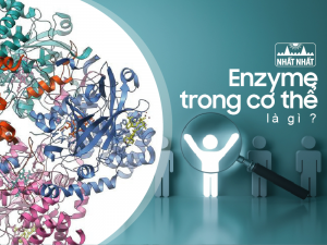 Enzyme trong cơ thể