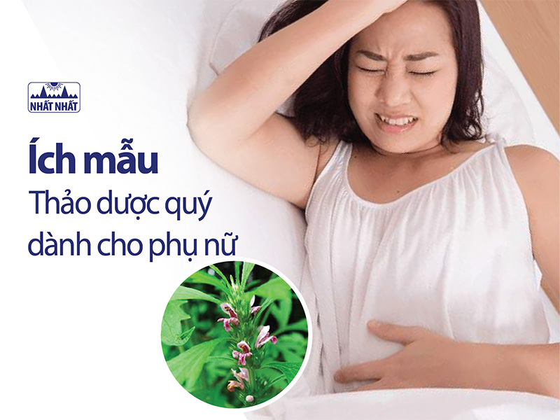 Ích mẫu – Thảo dược quý dành cho phụ nữ