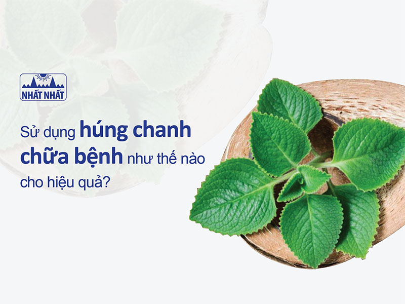 Trong bữa ăn hàng ngày ở Việt Nam, húng chanh được sử dụng như thế nào?
