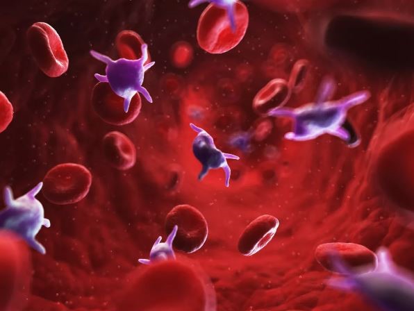 Các tế bào máu của con người có chu kỳ sống khác nhau