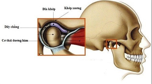 Khớp thái dương hàm là cấu trúc tiếp giáp của xương hàm và xương thái dương