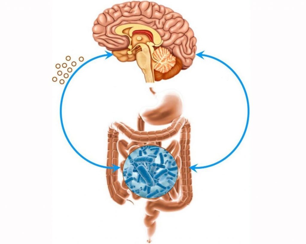 Hệ trục não – ruột có liên quan đến nhiều tình trạng sức khỏe